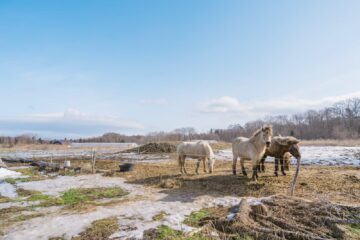 【GOOD NEWS NEIGHBORS -北海道・道南編-#3】Paard Musée「BEURRE キャラスク」（七飯町）